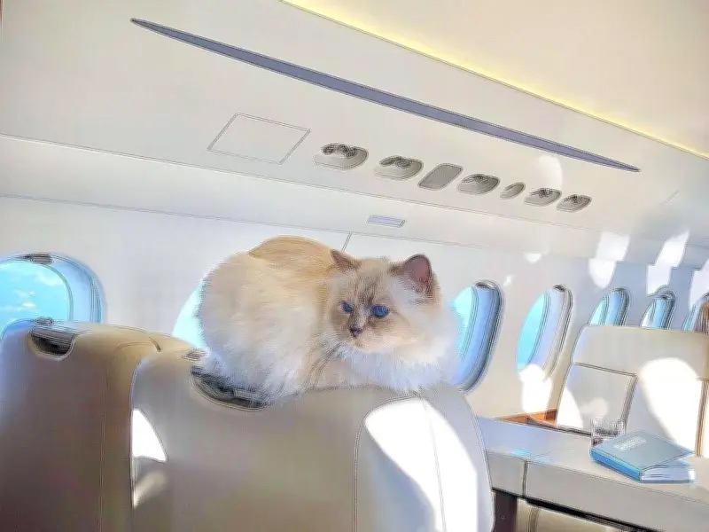 World's Richest Cat Inherited £1.1m But Is Now Broke: Sad Story
