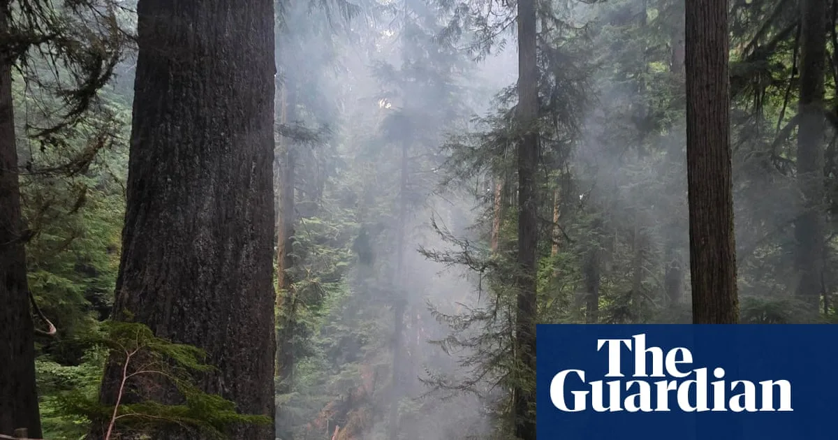 Firefighters Battle to Save Oregon's Doerner Fir, One of World's Tallest Non-Redwood Trees