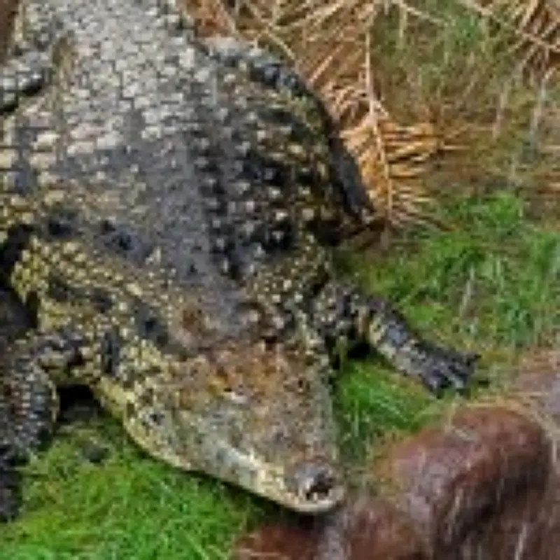 Wowcher Apologises for Crocodile Attack Email Mocking Injured Toddler
