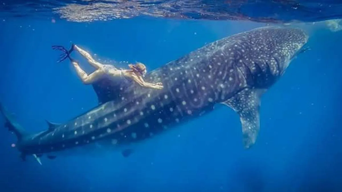 Husband Punches Shark to Save Wife in Ascension Island Attack