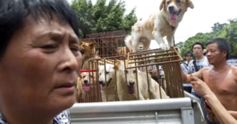 Yulin Dog Meat Festival Returns in China Amid Outrage Over Animal Cruelty