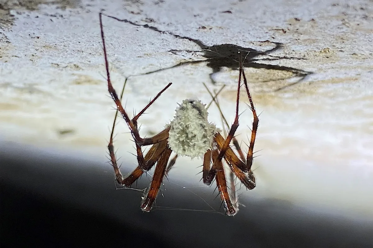 Zombie Spiders Infected with Fungus Spotted Across UK