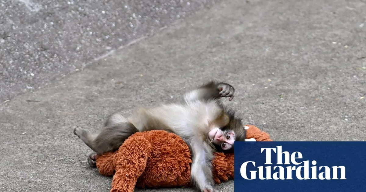 Zoo Removes Monkeys After Bullying Claims Over Baby Punch