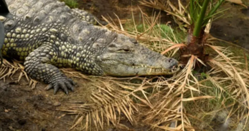 Zoo Reopens Crocodile Enclosure After Boy, 3, Attacked
