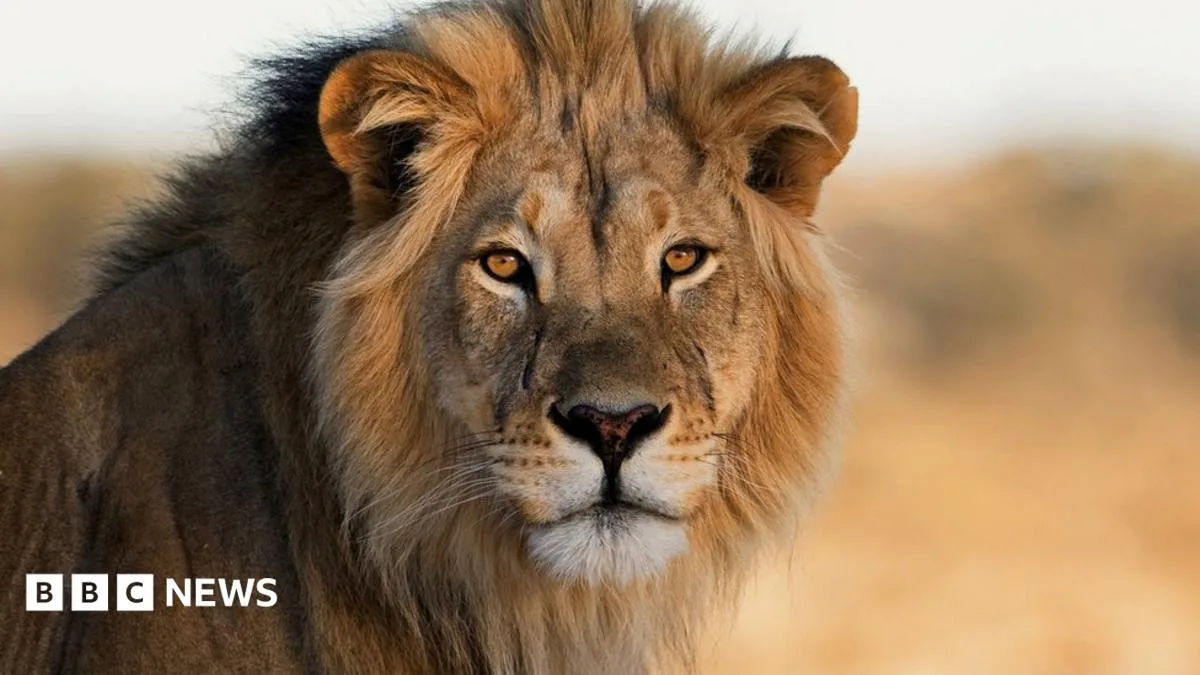 Zookeeper Critically Injured In Lion Attack At Australian Zoo