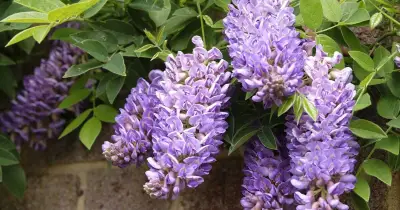4 Common Plants That Cause Hefty Damage and Take Over Gardens