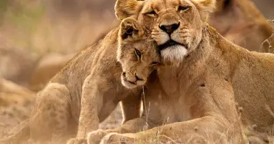 5-Year-Old Boy Snatched by Lion and Mauled to Death in India
