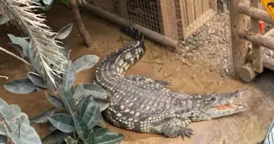 Boy, 3, Survives Crocodile Attack After Being Thrown into Enclosure at UK Zoo