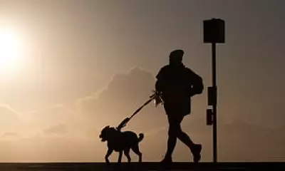 Britons Cheat Fitness Apps by Strapping Trackers to Dogs