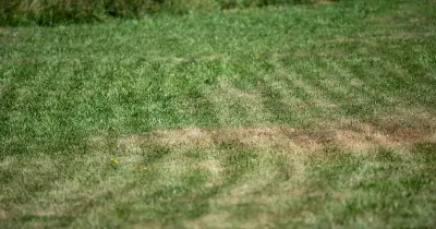 Brits Urged to Water Lawns Early Morning to Fix Heatwave Brown Patches