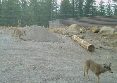 California's New Wildlife Bridge Aims to Protect Mule Deer Migration