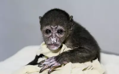 Costa Rica Court Orders Power Line Safety to Protect Howler Monkeys