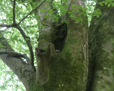 Country Diary: The Beech Tree's Secret Tawny Owlet