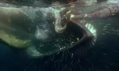 Diver Cheats Death as Giant Whale Nearly Swallows Him off South Africa
