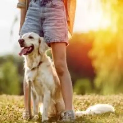 Dog Heatwave Warning: No Walks Above 30°C, Experts Urge Owners