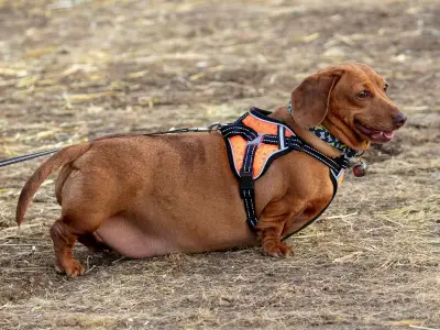 Edinburgh Named UK Dog Obesity Capital with 86% Overweight Pets