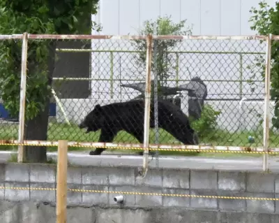 ‘Extremely Intelligent’ Bear That Attacked Four People Still on Loose in Japan