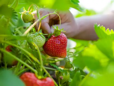 Gardener's Strawberry Hack: Grow Free Plants from Supermarket Fruit