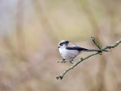 Gardeners Urged to Do One Daily Task After RSPB Bird Feeding Ban Confusion