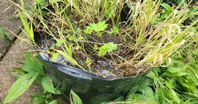 Gardeners Urged to Place Bucket of Muddy Water in Garden This Summer