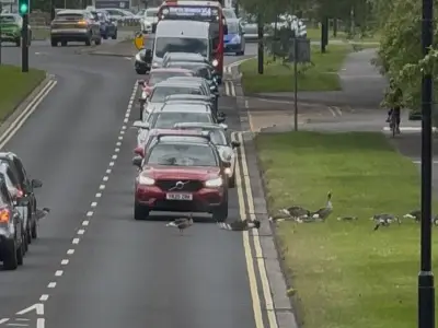 Geese on Tyneside Road: Council Responds to Safety Concerns