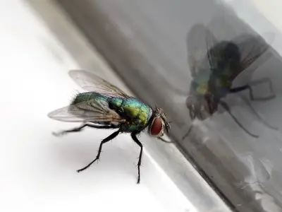 'Genius' Cooking Tip Makes Flies Flee Your Home in Just 15 Minutes