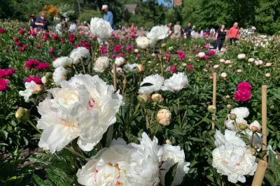 Historic Peony Garden in Michigan Draws Thousands of Annual Visitors