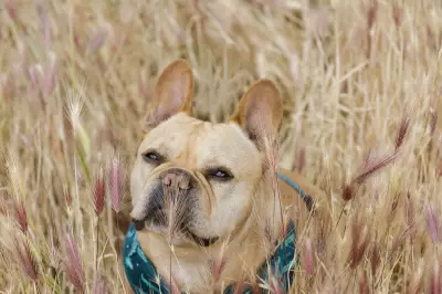 How to Lower Your Dog's Cancer Risk: Expert Tips for a Longer Life