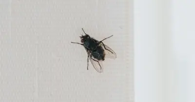 Keep Flies Away From Your Home With Lemon and Cloves Hack