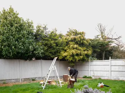 Neighbour's Tree Damage: Who Pays? Insurance Expert Explains