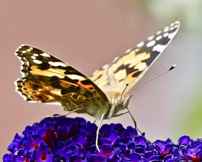 Painted Lady Butterfly Summer: Record Numbers Expected in UK