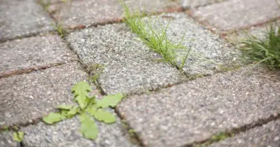 Patio Weeds Gone in 3 Days With Natural Salt Trick Never Return