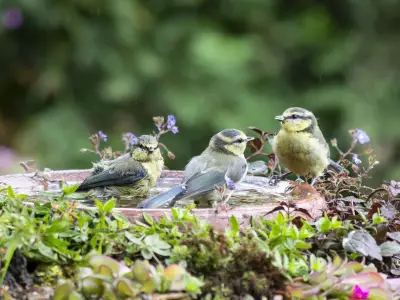 Place a 2p Coin in Birdbaths to Keep Wildlife Safe This Summer