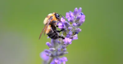 Plant Lavender in July to Attract More Bees to Your Garden, Says RHS