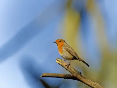 Protect Robins in Your Garden This Winter with These Tips