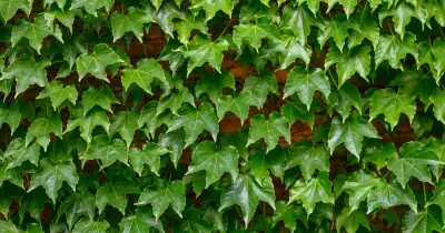 Remove English Ivy Naturally: Simple Free Garden Method