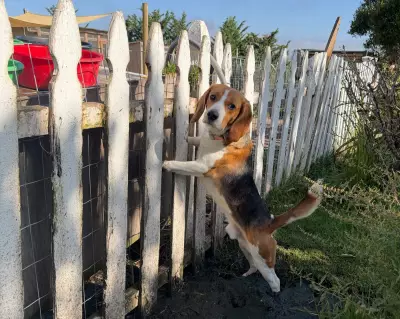 Rescue Beagles from Lab Face Long Road to Recovery and Trust