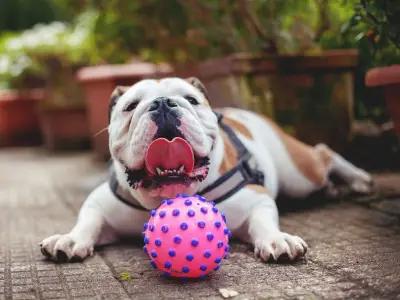 RSPCA Warns Owners of 4 Flat-Faced Dog Breeds in UK Heatwave