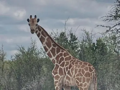Runaway Giraffe Gracie Sparks Two-Week Search With Helicopters and Reward