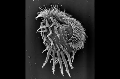 Single-Celled Microbe Transforms into Cannibalistic Supergiant Predator