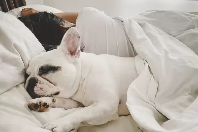 Sleeping with Your Dog May Harm Sleep Quality, Study Finds