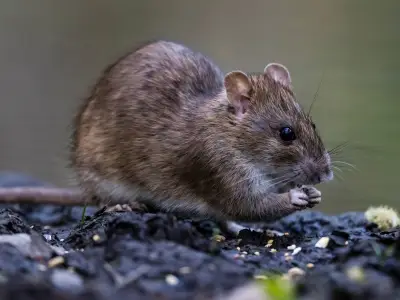 Stop Rats Attracting to Bird Food: Use Chilli Powder in June