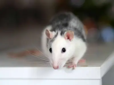Stop Rats Entering Your Home with a 36p Supermarket Item This Summer