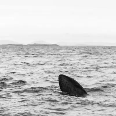 Three Giant 20-Foot Sharks Spotted Prowling Off UK Holiday Coast