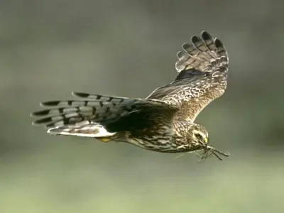 UK's 'Bermuda Triangle' for birds: Hen Harrier vanishes on Ruabon Moor