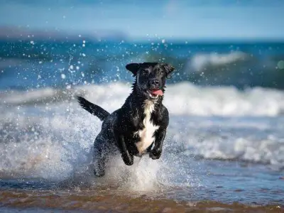 UK's Best Dog-Friendly Beaches for Summer 2026 Named, 4 in Cornwall