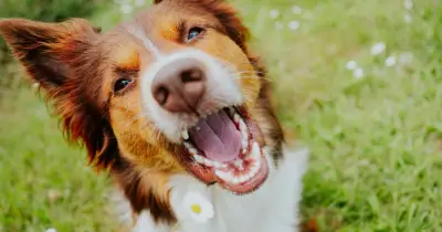 Vet Explains Why Dogs Eat Grass: Not Because They Feel Sick