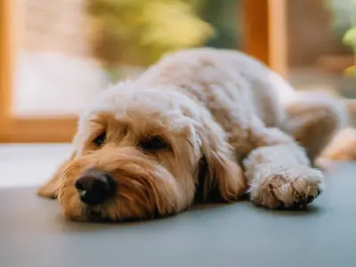 Vet Urges Dog Owners to Do 5-Second Test Before Summer Walks