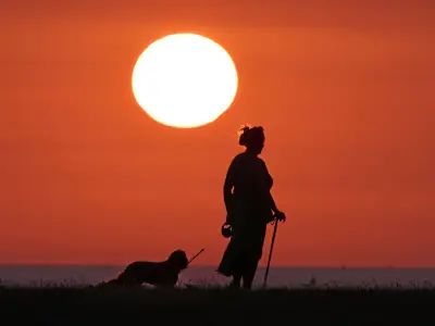 Vet Warns Against Walking Dogs in 40°C UK Heatwave