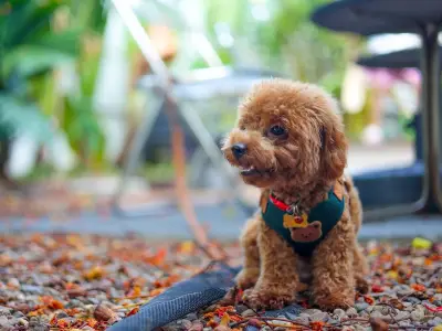 Vet Warns Dog Owners: Swap Collars for Harnesses in UK Heatwave